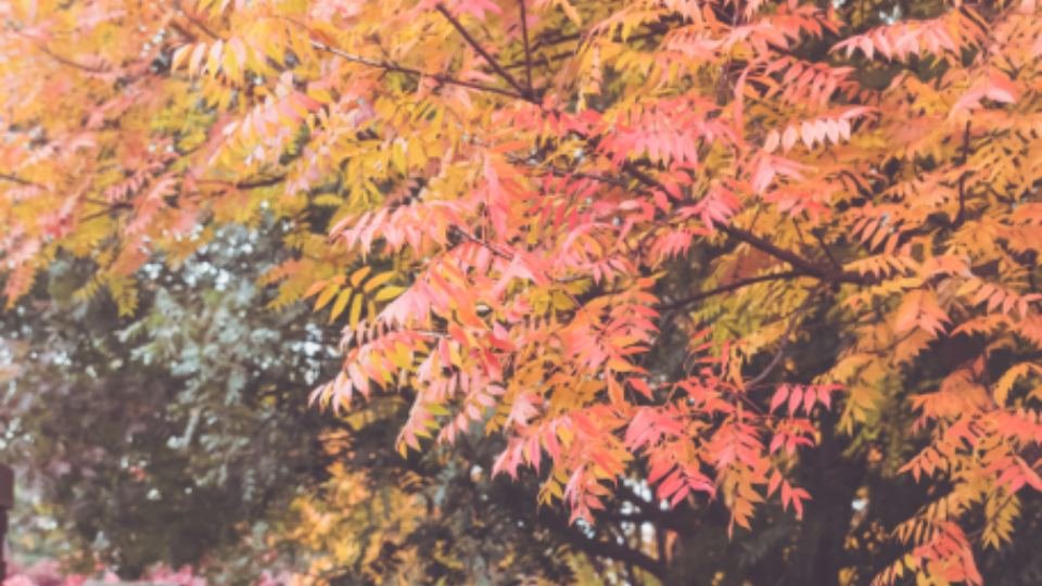 A neighbourhood sidewalk beneath a tree turning red in autumn